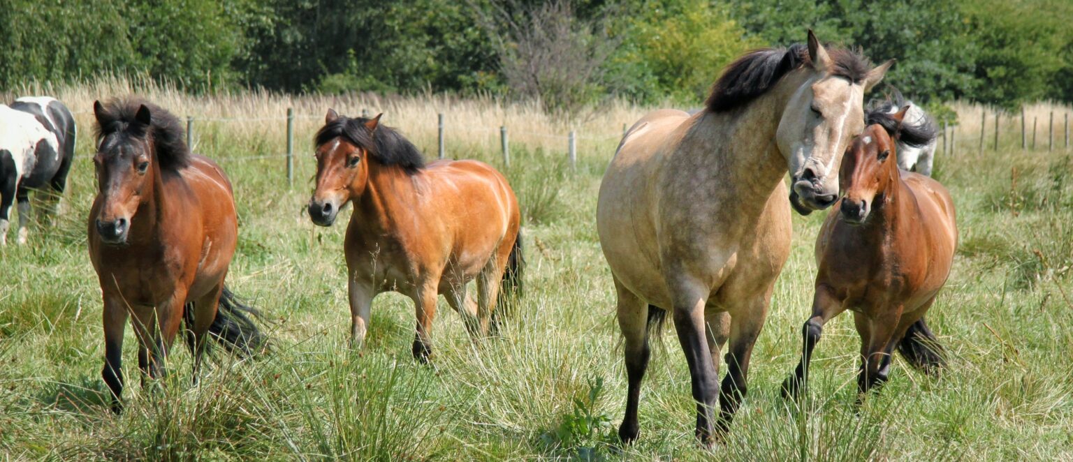 Glada hästar i hagen