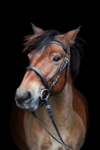 Bild på Karl Kantarell